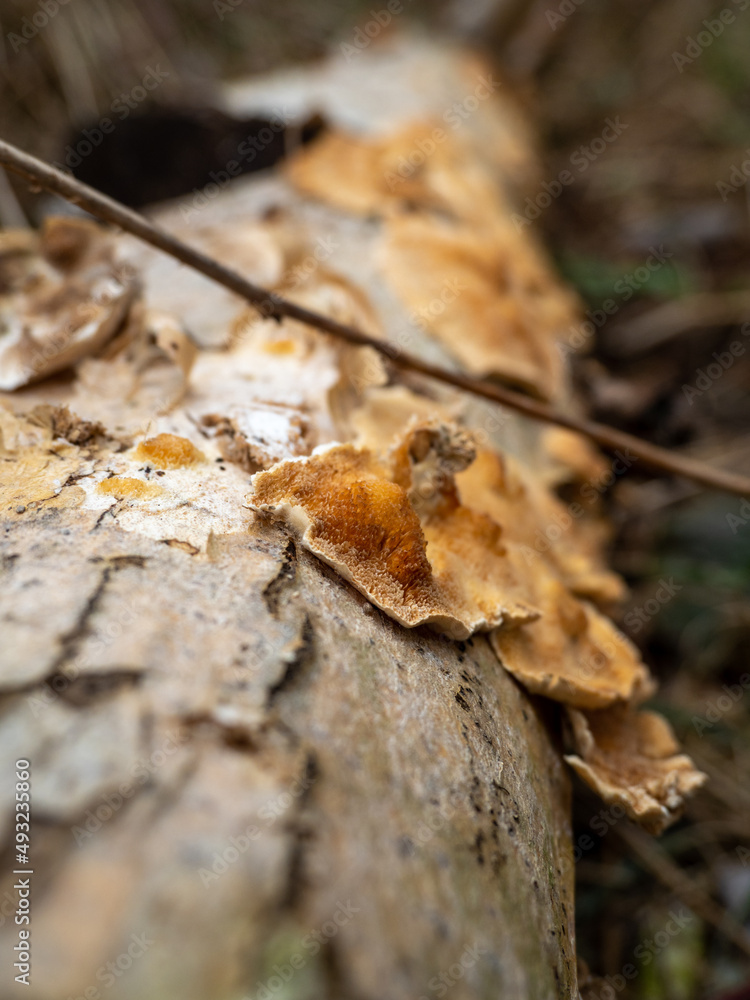 Mushrooms on a rotten tree trunk. Mushrooms on a rotten tree trunk.