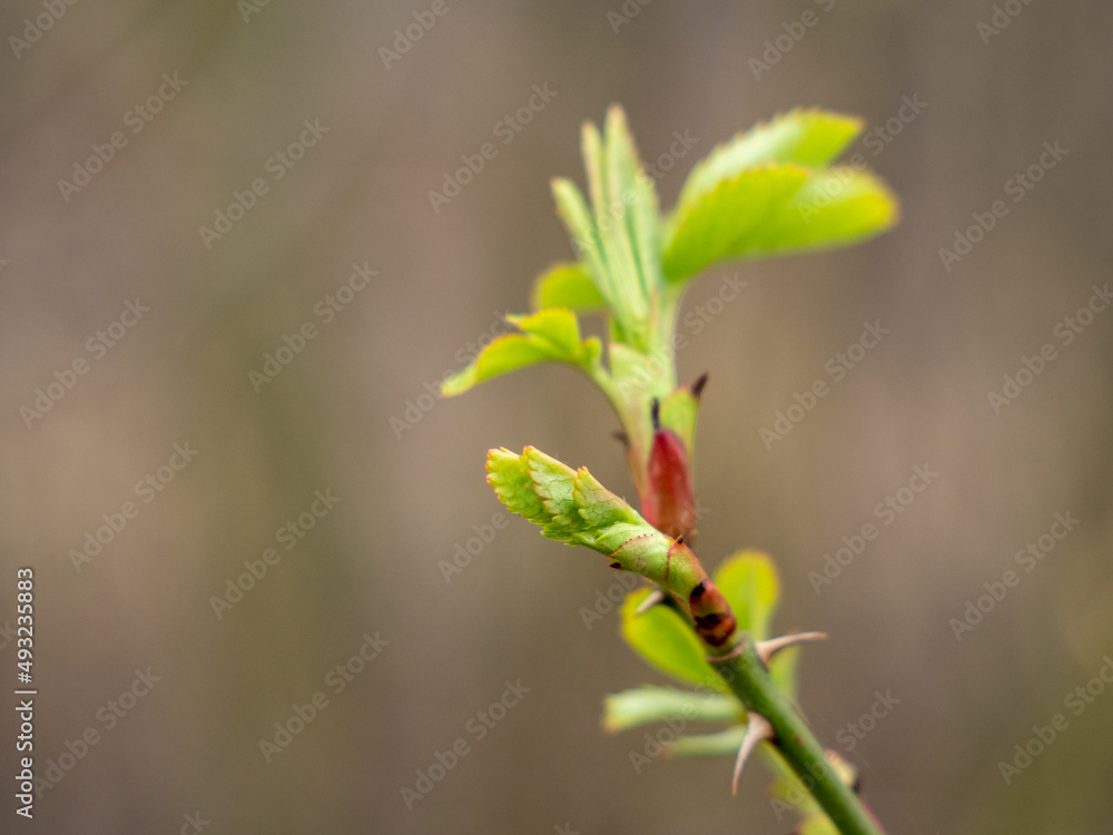 Young shoots of wild rose. Rosehip leaves. Young shoots of wild rose. Rosehip leaves.