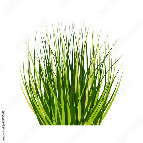 Bush tall fluffy isolated on white. Green bunch of grass. Spring and summer design element.