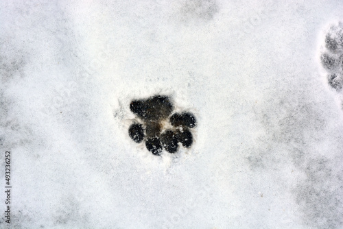 Traces of a dog's paw on white fluffy snow. 