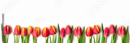 Beautiful yellow and red tulip flowers lie on a white background. Isolate  space for text  top view. Gift for a holiday to a woman and a girl. Banner