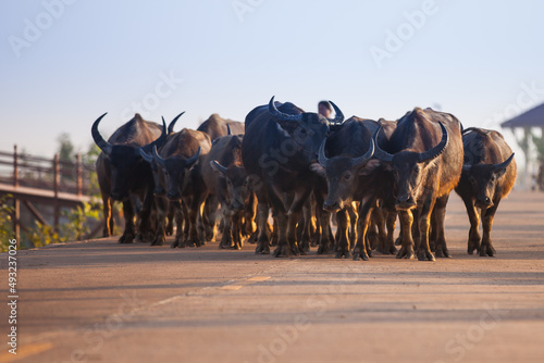 Buffaloes walking on a road in rural Thailand.