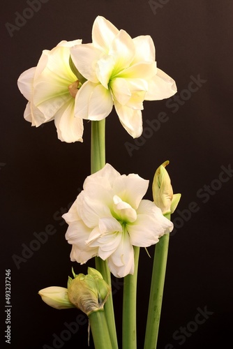 Result of focus stacking of amazing big flower Hippeastrum (sometimes incorrectly called Amaryllis)