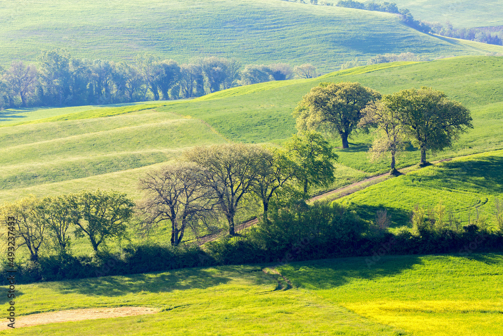Fototapeta premium Dirt Road with trees in a field