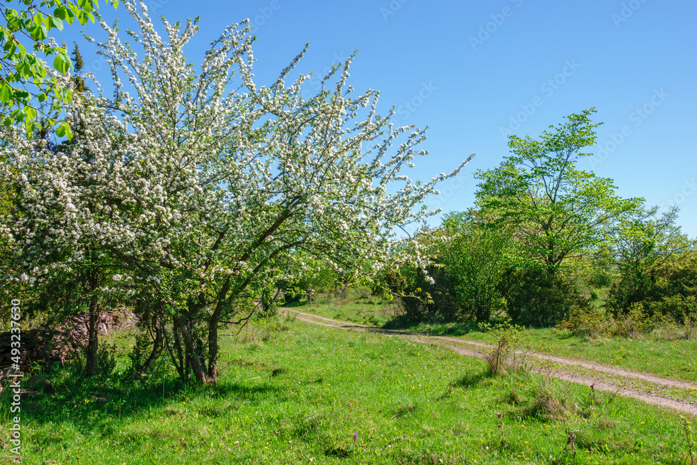 Flowering tree in a meadow on a dirt road