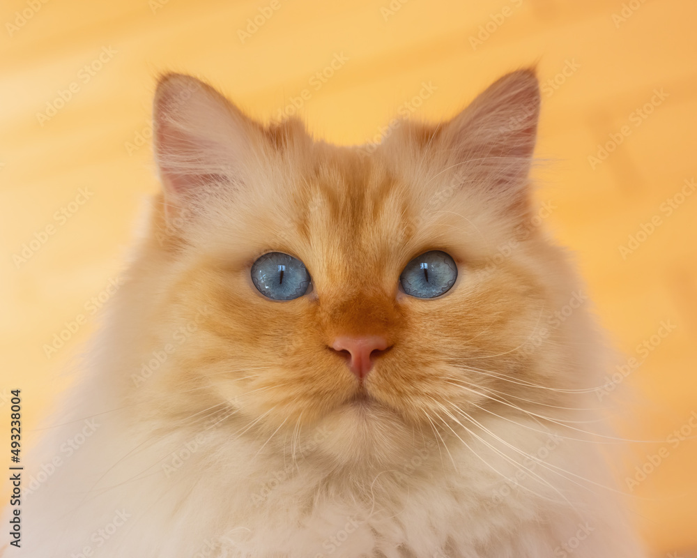 Portrait of a Birman / Persian mix cat with blue eyes Portrait of a Birman / Persian mix cat with blue eyes