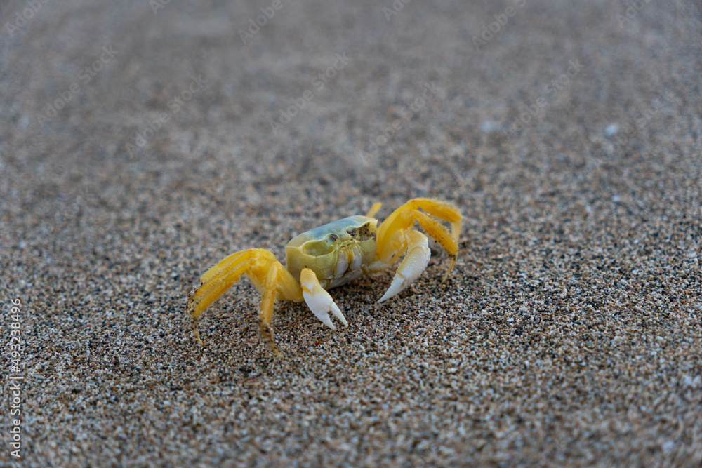 Yellow crab walking on a sand. Tropical sandy beach. Vacation, holiday background. Yellow crab walking on a sand. Tropical sandy beach. Vacation, holiday background.