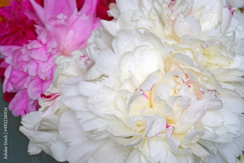 Full bloom view of a white peony flower festiva maxima © eqroy