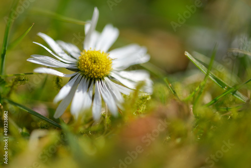 Eine Nahaufnahme von einem Gänseblümchen in einer flachen Wiese