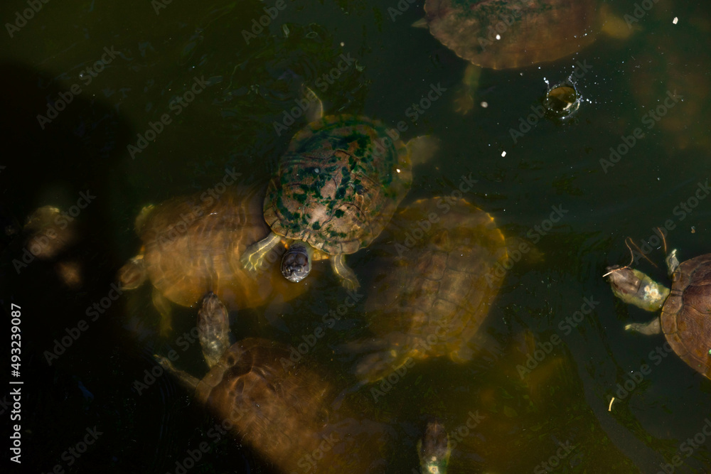 Turtles swimming in water looking for some food. Turtles swimming in water looking for some food.