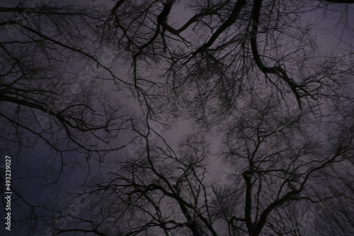 sScary trees at night