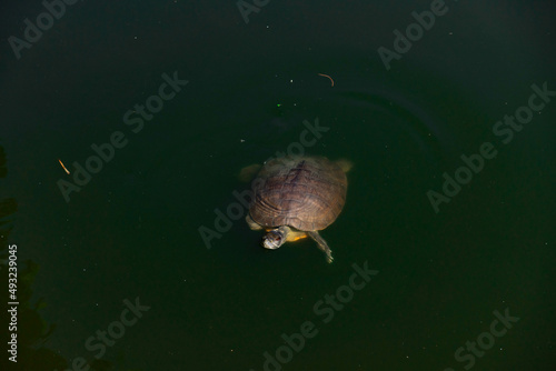 Turtle swimming and sticking head out of the water