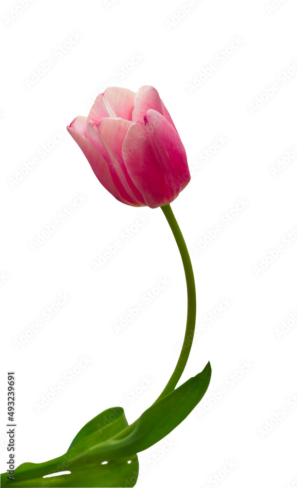 Pink tulip isolated on a white background Pink tulip isolated on a white background