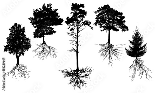 Set of silhouette trees with roots. Beautiful fir  pine  deciduous trees. Vector illustration