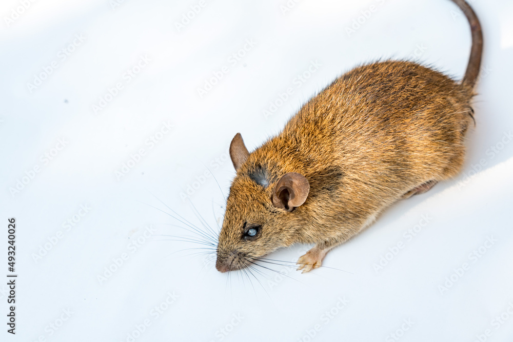 rat on white background rat on white background