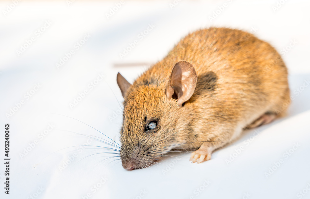 rat on white background rat on white background