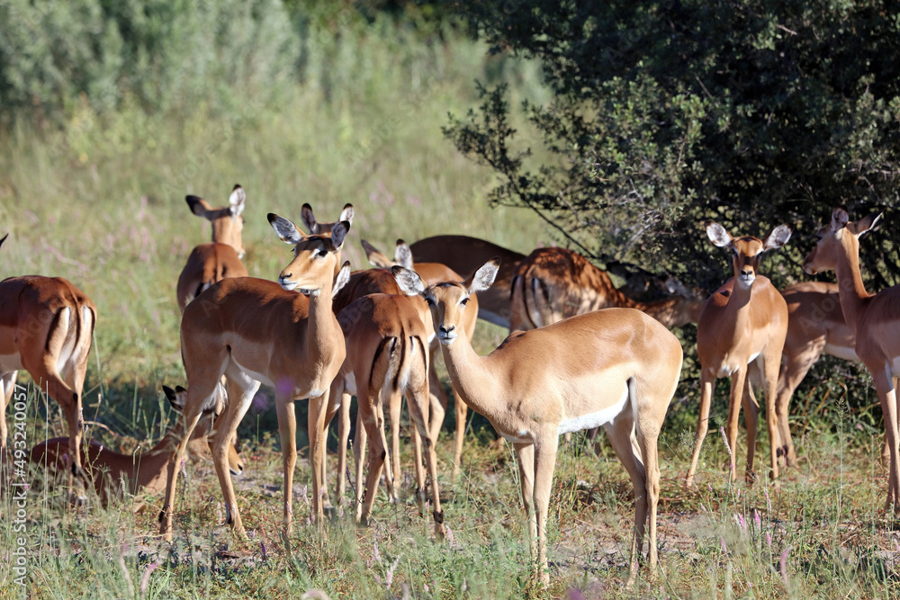 Herd of impala in the morning sun, Okavango Delta Botswana
Herd of impala in the morning sun, Okavango Delta Botswana