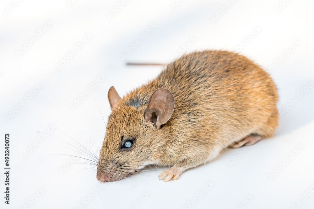 rat on white background rat on white background