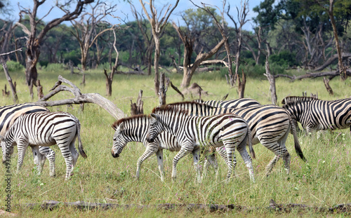 Herd of zebra  Okavango Delta Botswana 