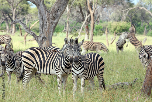 Two zebra watching the watchers  Okavango Delta Botswana 