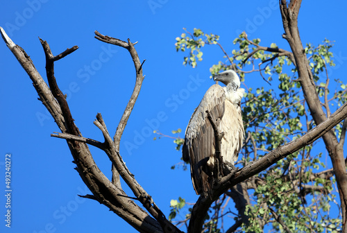 White backed vulture in a tree, Okavango Delta Botswana
 photo