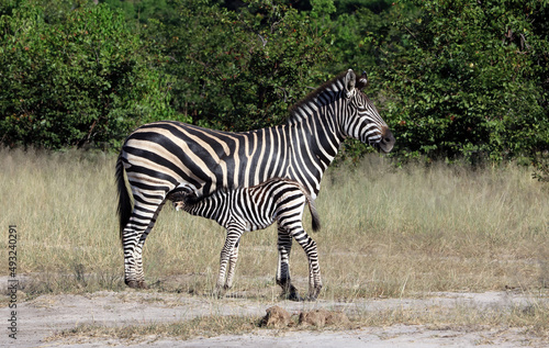 Zebra foal suckling  Okavango Delta Botswana 