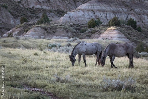 North dakota wild horses in the badlands 