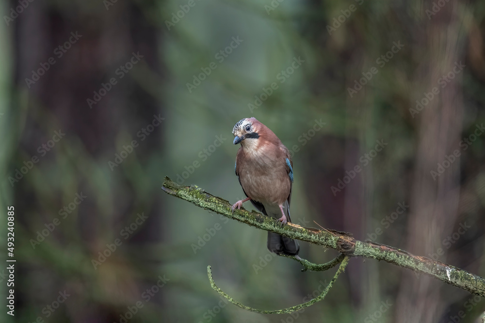 Fototapeta premium Jay perched on a branch of a tree, with a blurred background in a forest close up in the winter