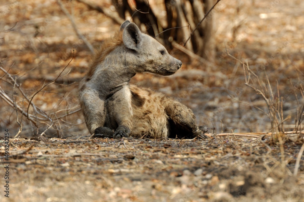Fototapeta premium Eine Hyäne (Crocuta crocuta), Spotted hyena, in der Savanne Tansanias.