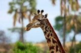 Porträt einer Giraffe (Giraffa) in Tansania.