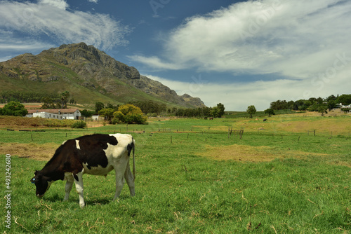 A Friesian cow in a green pasture with  a mountain blue sky and clouds forming the backdrop