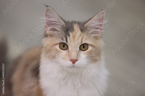 portrait of a cat © hideki kanematsu