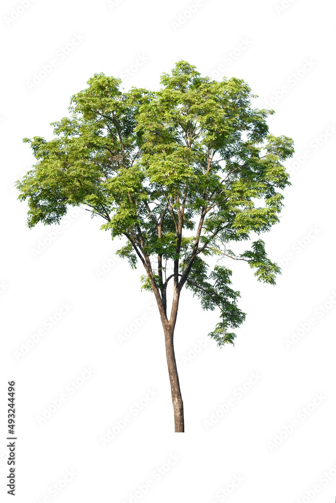 tree side view isolated on white background  for landscape and architecture layout drawing, elements for environment and garden