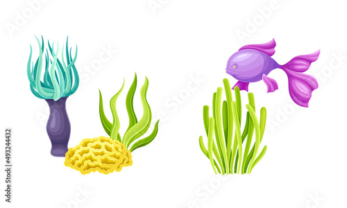 Marine fish and algae seaweed plants set. Undersea biodiversity fauna elements cartoon vector illustration