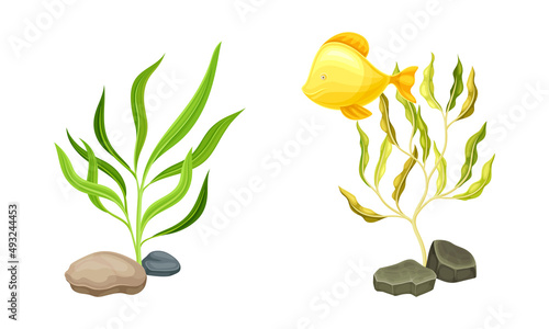 Marine tropical fish and algae seaweed plants set. Underwater sea world flora and fauna elements cartoon vector illustration