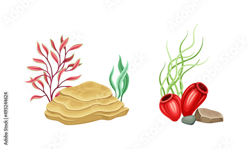 Marine tropical plants set. Underwater sea world flora elements cartoon vector illustration