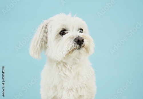Profile maltese puppy dog looking away with sad expression. Isolated on blue pastel background