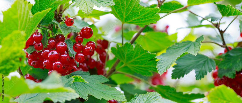 Red currant berries in dew drops on a bush in the summer garden. Red currant berries in dew drops on a bush in the summer garden.