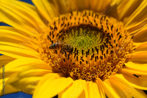Sonnenblume mit Biene in der Sonne im Sommer  close up