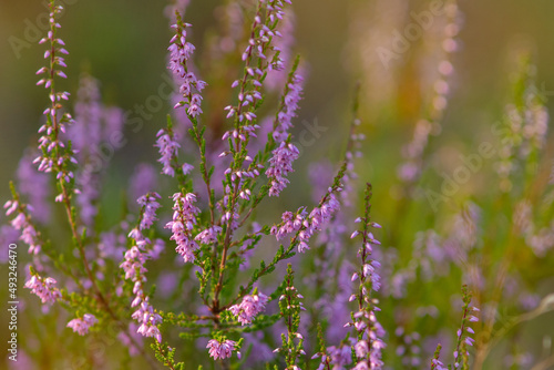 Close up photo of blooming common heather  Calluna vulgaris  on a sunny summer evening. Selective focus  blurred background.