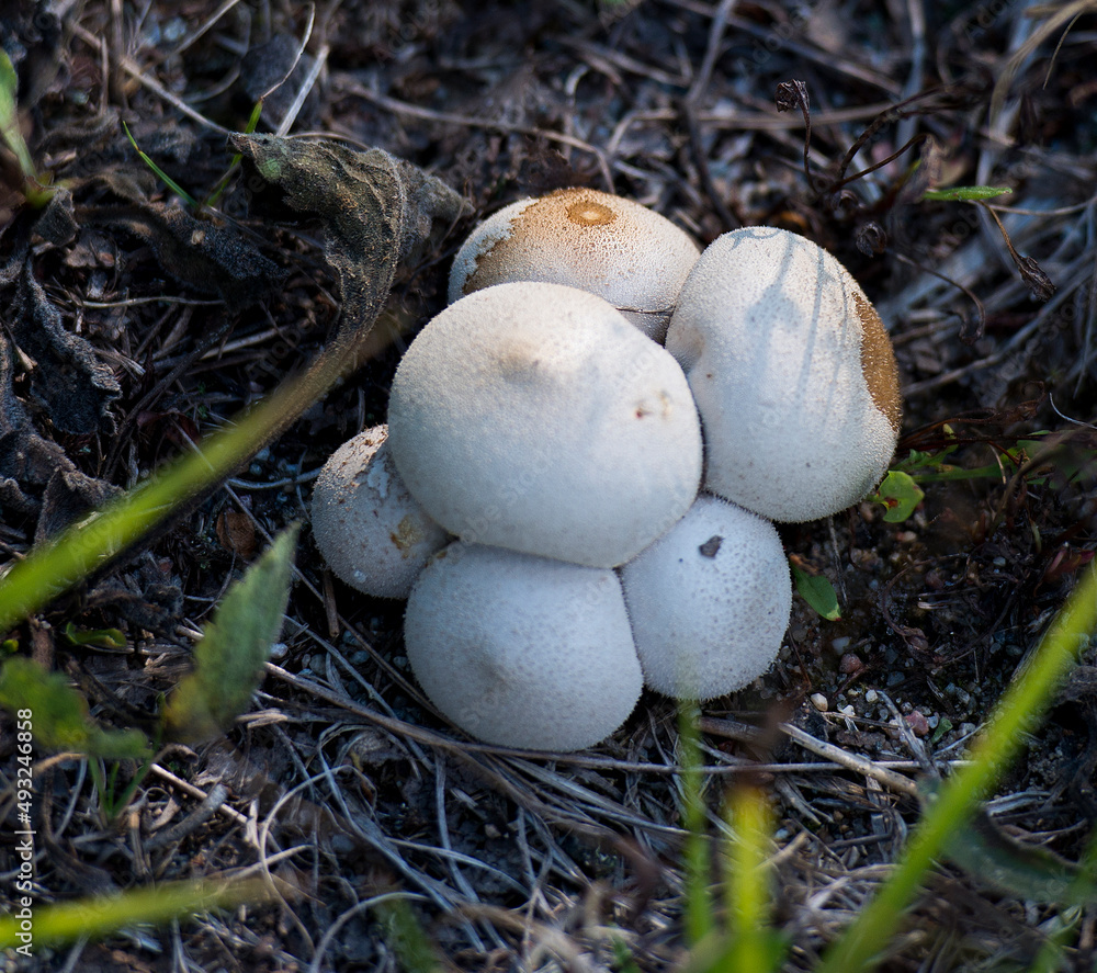 Mushrooms Fungus Photo and Image. Bunch of white wild mushrooms on ground in the autumn season. Mushrooms Fungus Photo and Image. Bunch of white wild mushrooms on ground in the autumn season.