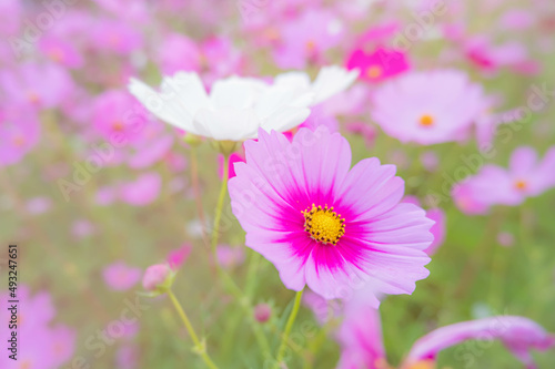 Pink and white Cosmos flowers in the garden on white background. Beautiful vintage color tone flower background concept. © Nulekkk