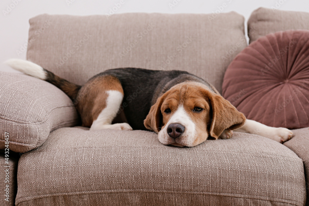 Curious beagle puppy looking at the camera. Adorable doggy with long ears, alone on the couch at home. Close up, copy space, cozy interior background. Curious beagle puppy looking at the camera. Adorable doggy with long ears, alone on the couch at home. Close up, copy space, cozy interior background.