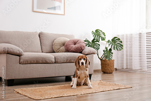 Cute beagle dog with big ears laying on a wicker rug. Adorable and funny pup with brown, black and white markings resting on a carpet at home. Close up, copy space for text, interior background.