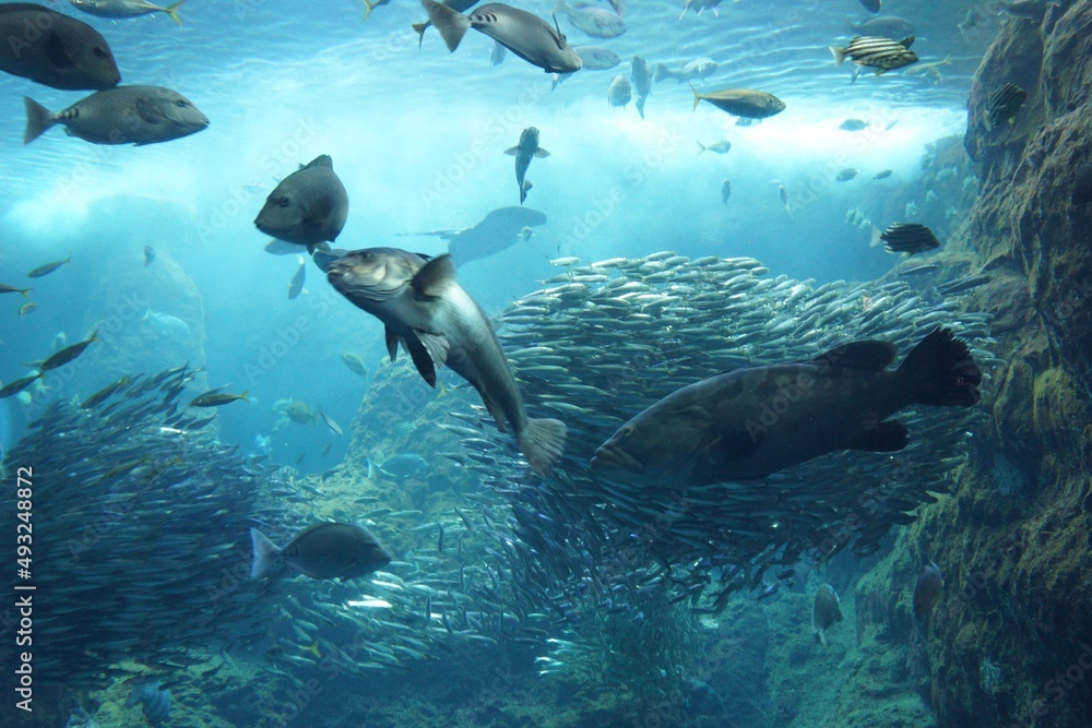 Obraz premium 水族館 水槽の中を気持ちよさそうに泳ぐ魚たち