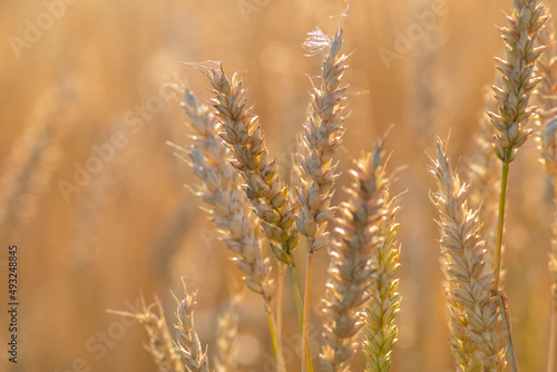 Beautiful close-up view of an agricultural field on a sunny summer evening. Golden rye in the wind. Selective focus  blurred background.