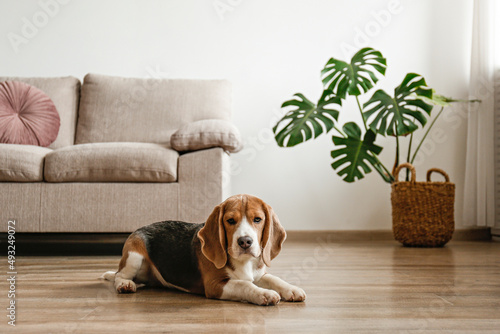 Cute beagle dog with big ears laying on a floor. Adorable and funny pup with brown, black and white markings resting at home. Close up, copy space for text, interior background.