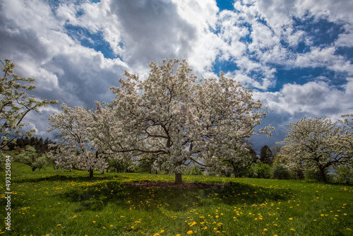 A majestic white crabapple tree spotlighted by sun in a very dramatic sky.