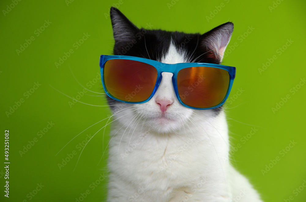 Portrait of black and white cat in sunglasses.