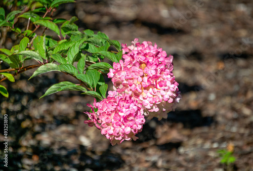 Pink hydrangea flowers in a city park.